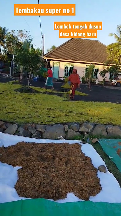 #tembakau udut linting bro yg merokok silakan tembakau rajang #viral lombok ntb