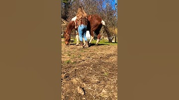 The beginning of teaching a horse to lay down on cue. #horse #animals