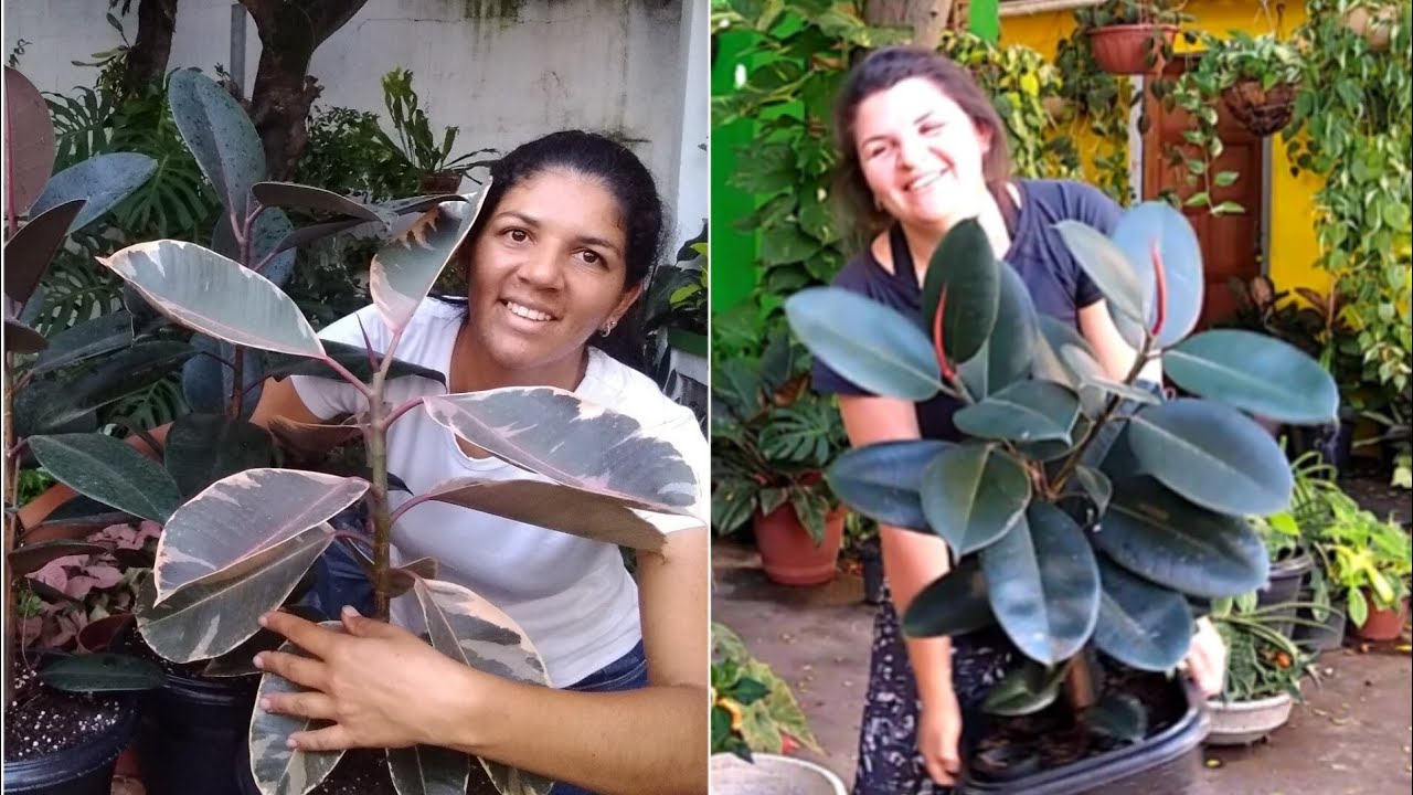 FUI FAZER PODA NO FICUS da COLEÇÃO mas Maria Não Deixou 😀😂😂 MUITAS DICAS PRA VOCES