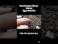 Vermicomposting Day 7 | Worm Eggs Spotted 😱🐛 | Fast Reproduction! #TGGTheGardenGuy #shorts