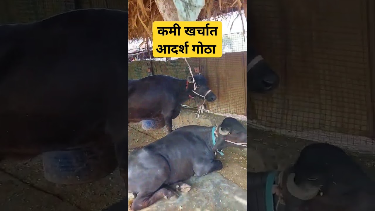 कमी खर्चात आदर्श गोठा 