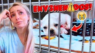 EMERGENCIA CON MIS PERRITOS! COMIERON VENENO Y ESTÁN MUY MAL* | Katie Angel