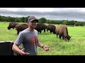 What inspired me to raise American Bison