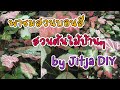 ชมบอนสี สวนต้นไม้บ้านๆ by Jitja DIY บอนสีมัฆวานรังสรรค์ เพชรพันล้าน ชายชล หนุมานจองถนน หนุมานออกศึก