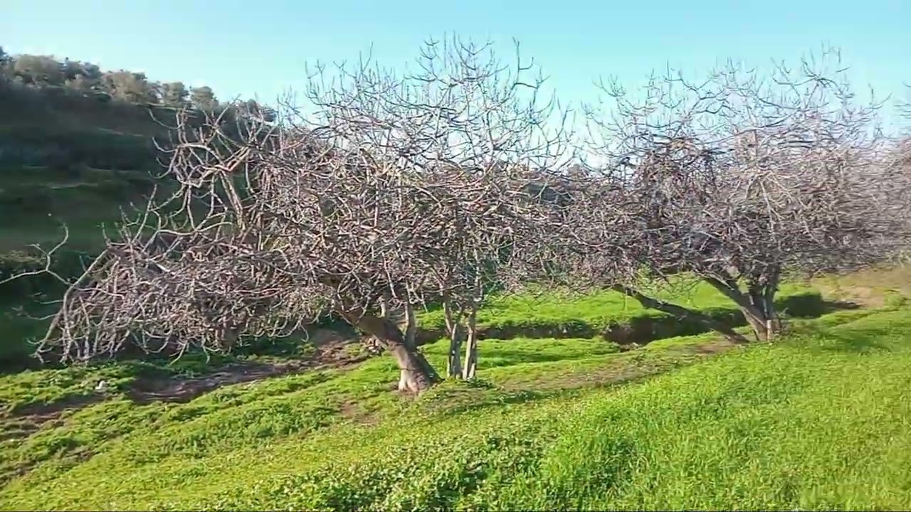 ماء عين عتروس ويسلان الطبيعي  أو الصيحي 