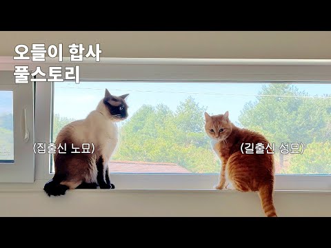 서로 다른 삶을 살아온 고양이들이 마음을 연 과정