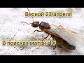 В поисках маток весной #1