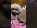ねむろうとしてるのに❗️