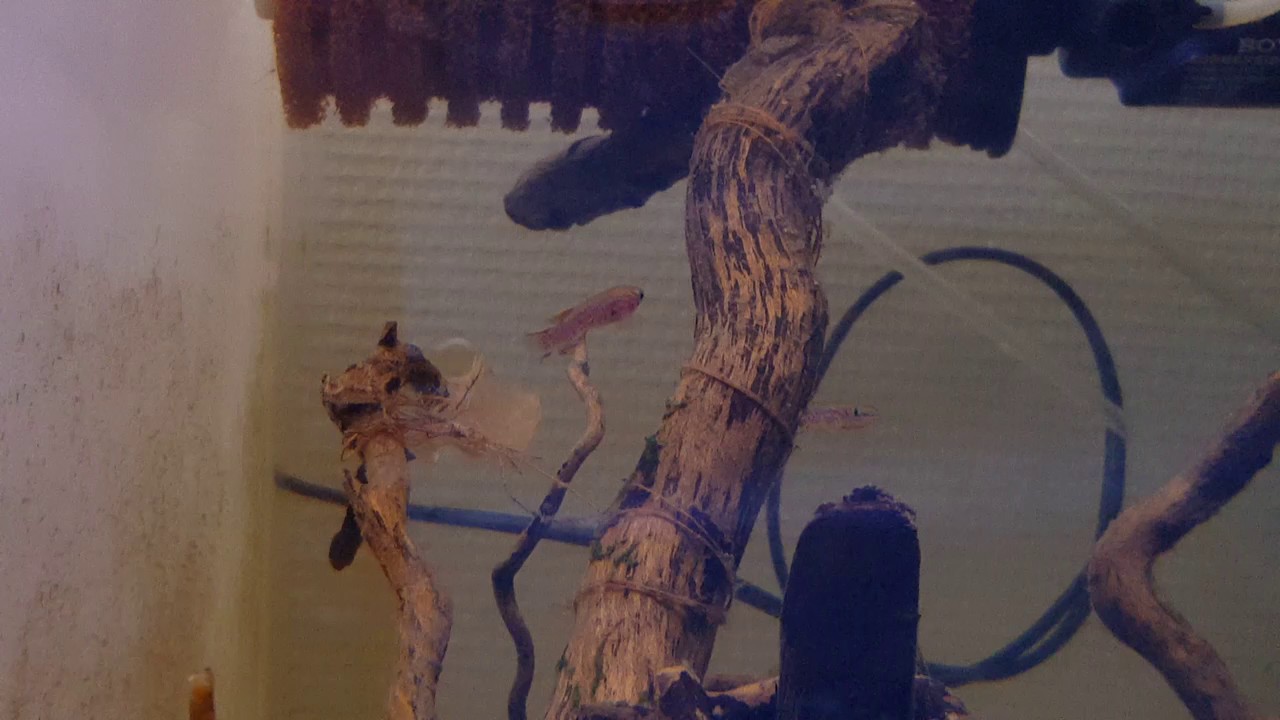 Steel Blue Killie Fundulopanchax Garneri YouTube