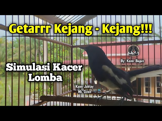 Stel Gila!! Bikin Kacer Emosi!! Simulasi Lomba Kacer Gacor | Ngeplong Ngotot Buka Ekor Bongkar Isian class=