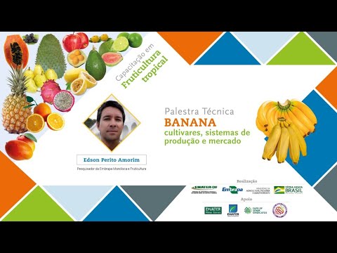 Vídeo: Como plantar uma banana: características de cultivo e cuidados, instruções e recomendações