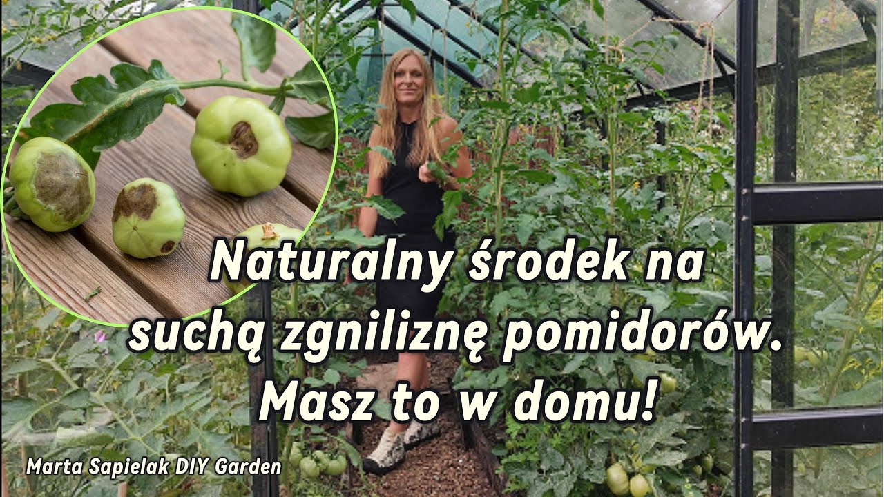 Sucha zgnilizna wierzchołkowa pomidorów