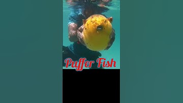#shorts Pufferfish #blowfish #uniqueanimal #2024 #seafish