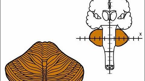 NeuroLogic Exam Videos : Coordination Exam