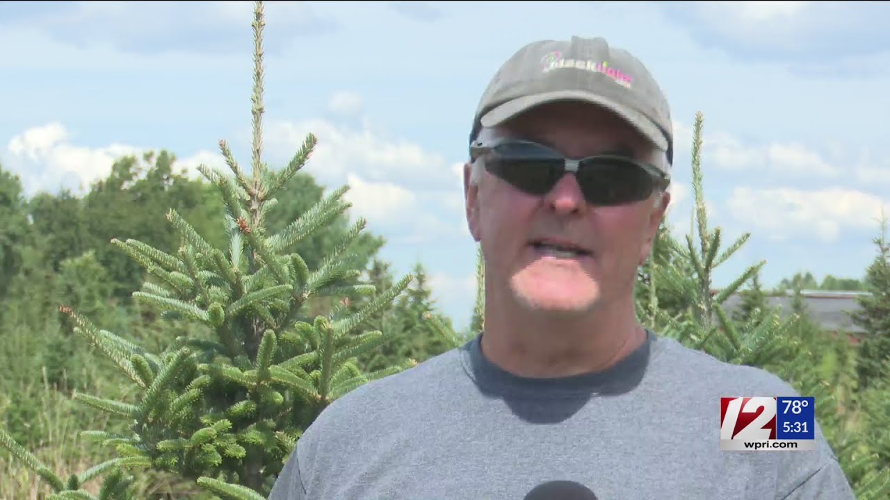 How the drought is affecting Christmas tree farms - YouTube