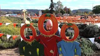 Launching pumpkins at Spooner Farm, Orting WA!!!!