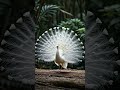 #peacock