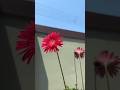 പല തരത്തിലുള്ള പൂക്കൾ #flowers #natural #garden #shorts #youtube
