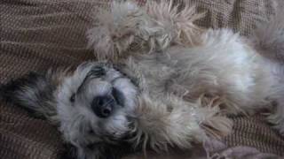 Should you get a Wheaten Terrier? Shorter Version by Paulina0618 151,832 views 13 years ago 7 minutes, 37 seconds