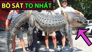 Cá Sấu mõm ngắn Mỹ: loài Bò Sát Lớn Nhất Bắc Mỹ! -Động Vật Facts #48