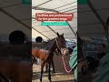 The best facilities and the best professionals are always on hand at the #grandnational