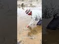 Veteran Fisherman Catches a Huge Eel Barehanded!#fishinglife #mudlarking