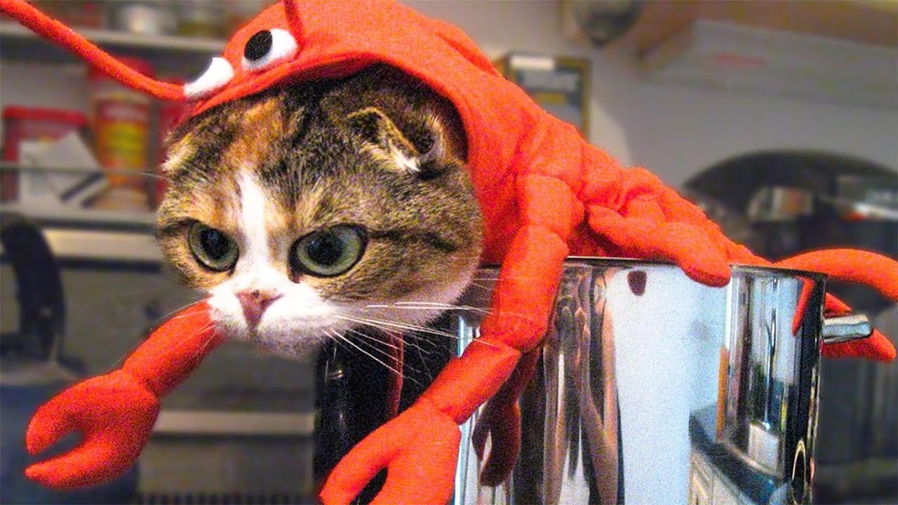 Das Musst Du Gesehen Haben Lustige Bilder LUSTIGE KATZEN DIE DU GESEHEN HABEN MUSST (Katzenvideos Zum Totlachen