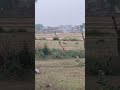 Peacock 🦚 #viralshort #youtubeshorts #trending #peacock #fyp #viralvideo #resina #munawarzama #allah
