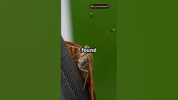 Did You Know? First Computer Bug!