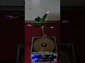 The Reaction of a Plant When Exposed to Tesla Coil Electricity☘️ #teslacoil #experiment #HighVoltage