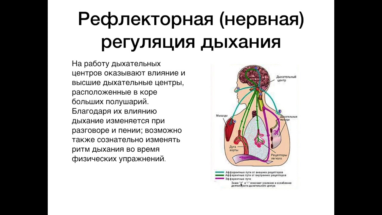 Вспомните как регулируется дыхание у человека зная. Рефлекторные и гуморальные механизмы регуляции дыхания. Регуляция дыхания. Рефлекторная регуляция дыхания схема. Нервно-рефлекторный механизм регуляции дыхания.