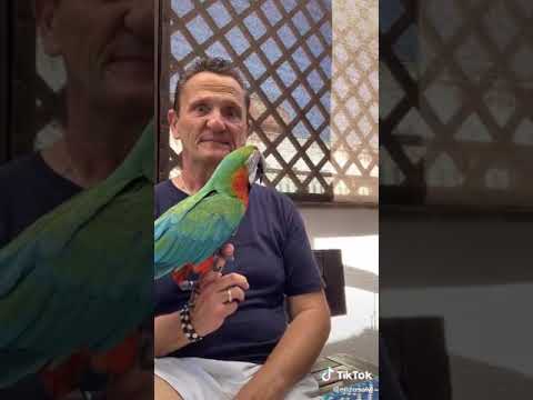 Video: I migliori nomi pappagallo brasiliani