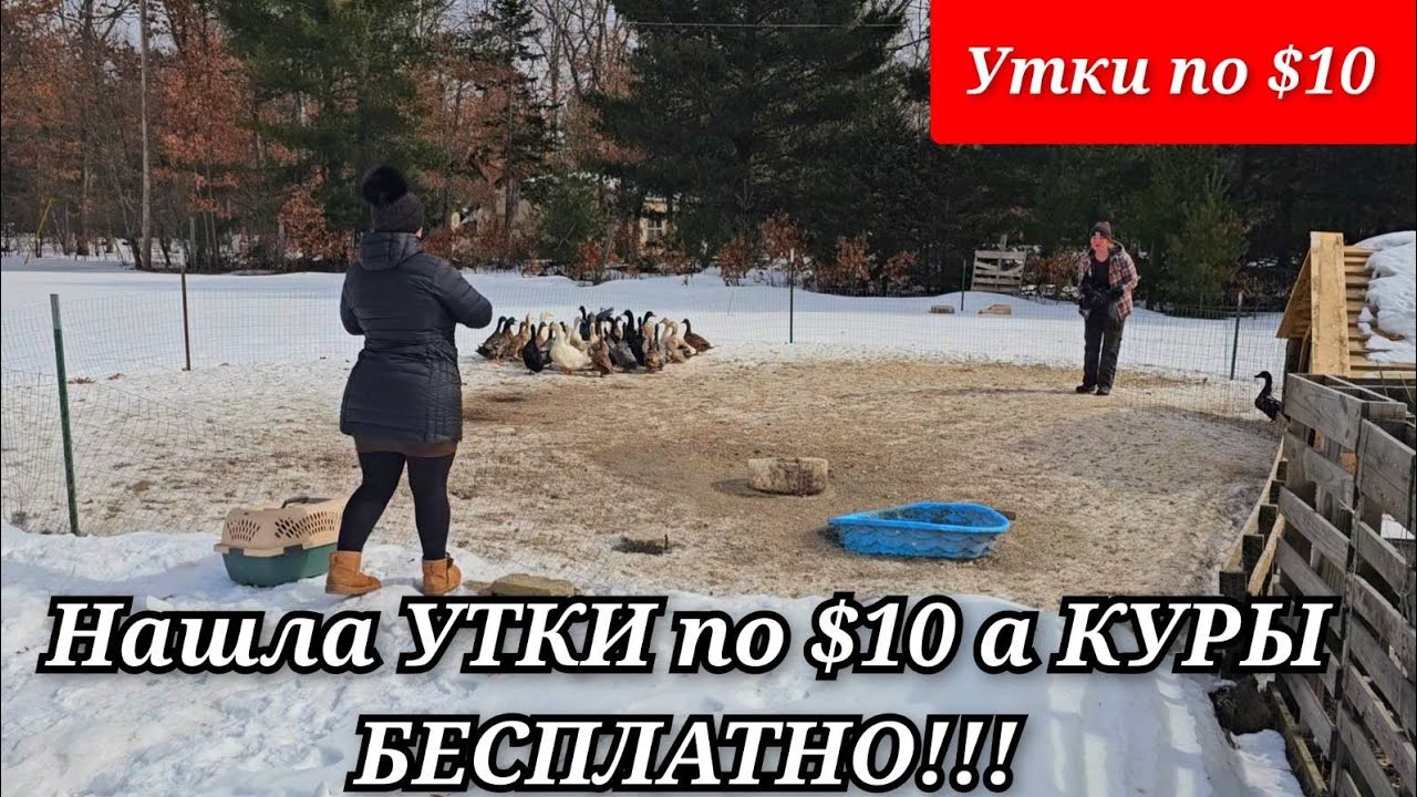 БЕСПЛАТНЫЕ КУРЫ В АМЕРИКЕ. 