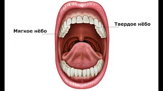 Развитие мышц мягкого нёба