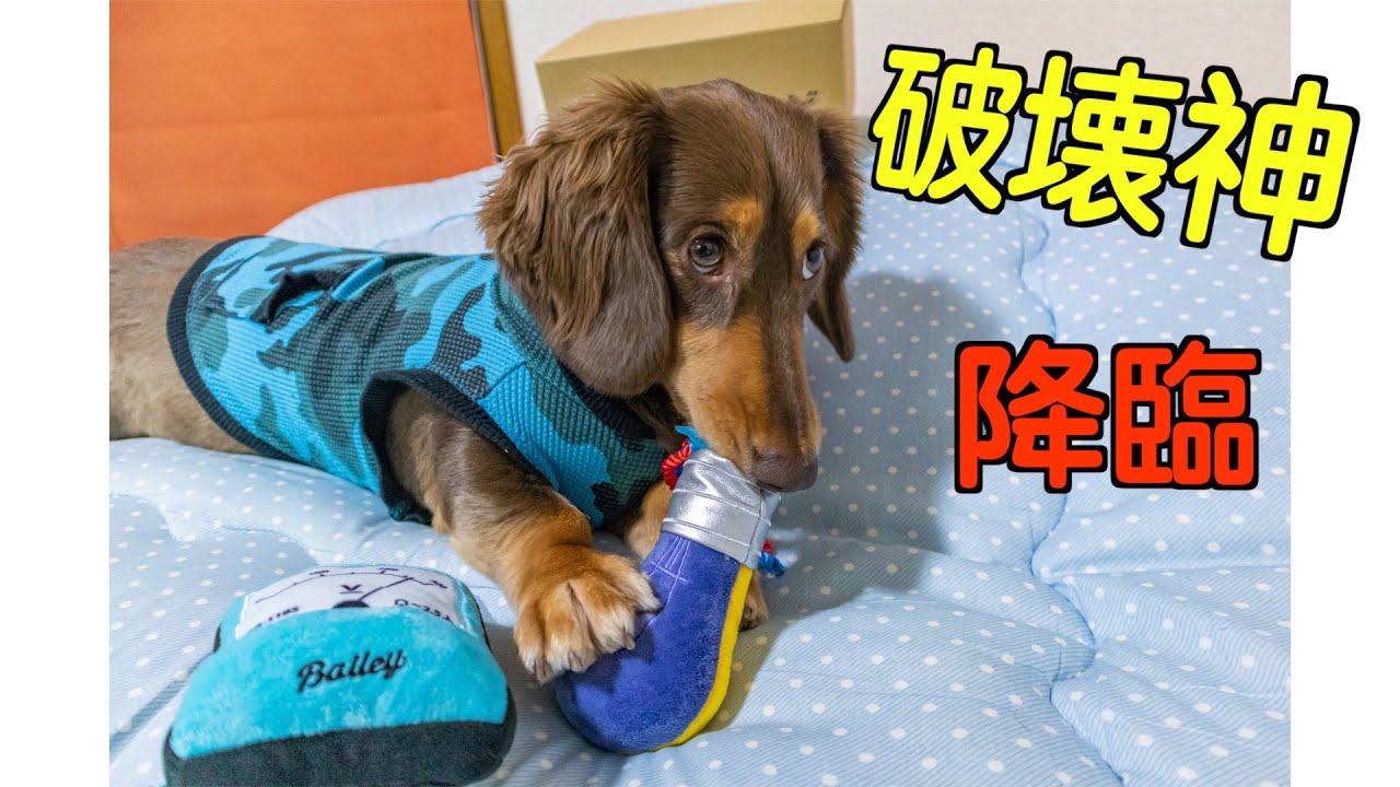 【ドギーボックス６月号】破壊神降臨！！【ミニチュアダックスフンド】