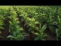 Выращивание рассады табака в домашних условиях. Посев семян табака.