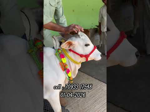 cow and bull market punganuru #cow ￼