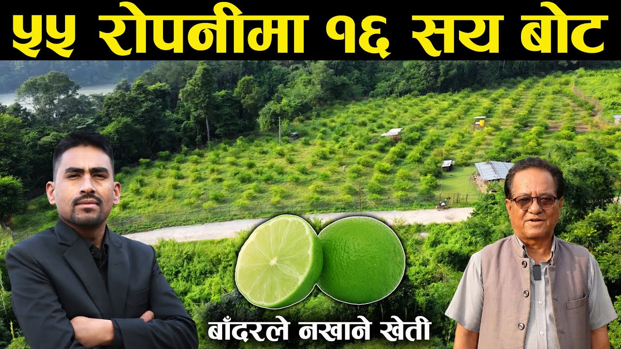 राजनीतिसंगै कागती खेती गरिरहेका लोकेन्द्र - Lemon farming