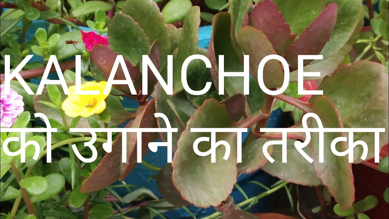 How to grow and care KALANCHOE plants🌱 Best winter flowering plants