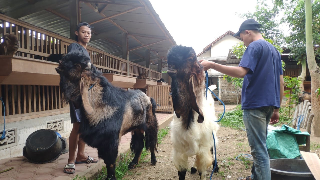 Koleksi Pejantan Anak Sembara Di Markas Jrabang Tulungagung
