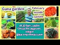 guna garden Februar month update | home garden harvest | this month seedling 🌱 details