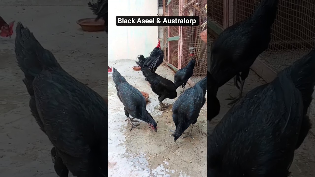 Black Aseel & Australorp chickens 