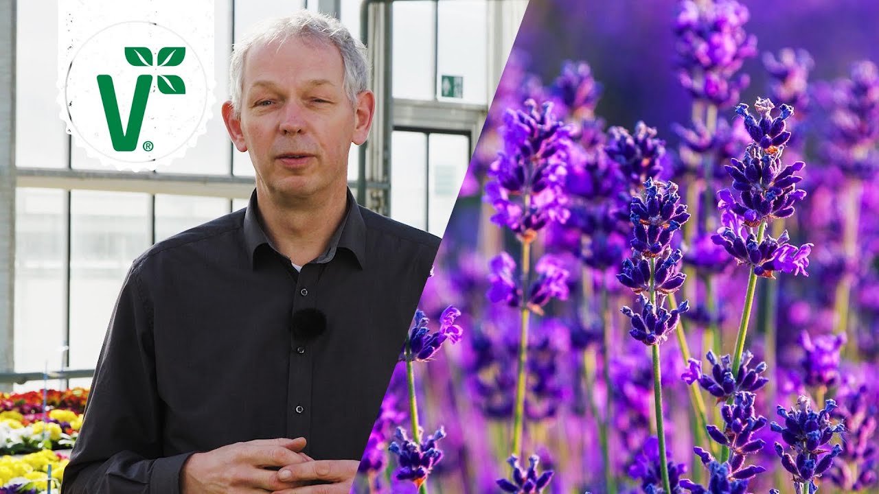 Muss Man Lavendel Im Sommer Oder Winter Zuruckschneiden Volkers