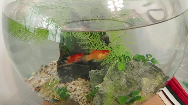 #免換水生態缸，免常換水的生態共生魚缸- 懶人生態共生魚缸，無燈、無過濾 超過一個月沒換水水質也不髒 - 天天要聞