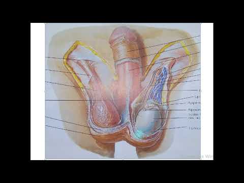 Видео: Семенники: анатомия и функции, схемы, состояния и советы по здоровью