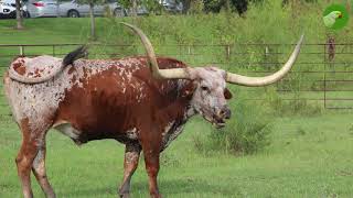 Texas Longhorn Cattle Farming - The amazing Longhorn Cows Farm by The Parakeet 1,958 views 3 months ago 11 minutes, 14 seconds