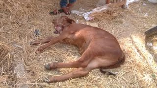 Collapsed calf due to calf diarrhea how vet doctor treated and saved/calf management