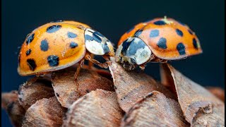 Extreme Macro Photography Of Ladybugs (Coccinellidae) With Relaxing Music