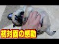 【パグ TV】赤ちゃんパグ 初対面の瞬間、初めて抱っこした瞬間、我が家に連れて帰った瞬間。うちのパグ『おまめ日記』《ブサかわパグ動画》