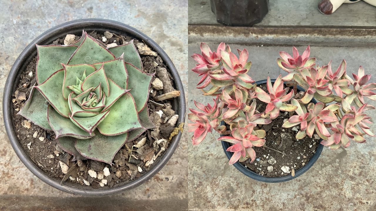 Cambiando sustrato y macetas a las suculentas.